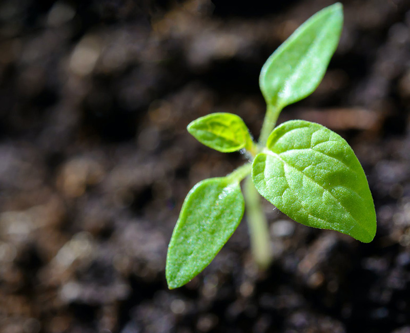 土壤檢測解決方案